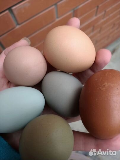 Яйцо куриное инкубационное пасхальное