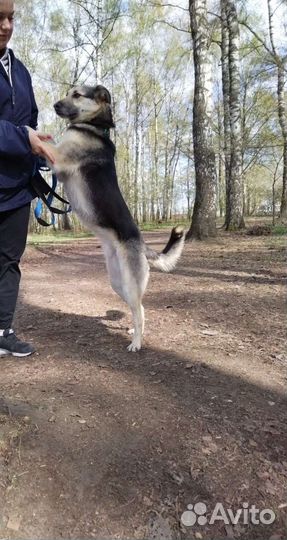 Грей ждёт своего человека (Собака из приюта)
