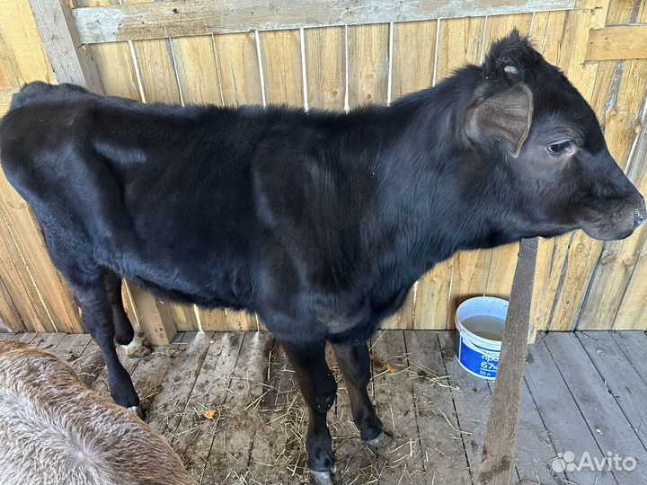 Телка и бычок