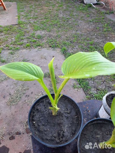 Хоста растёт в тени