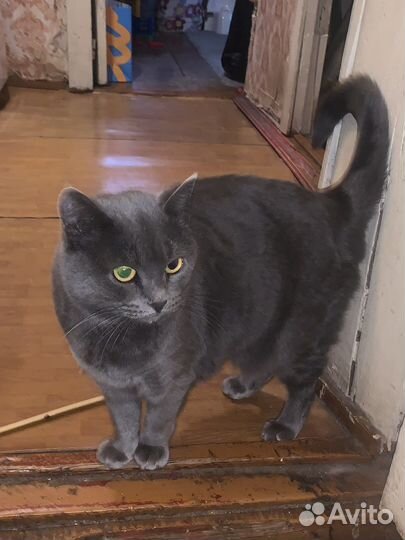 Кошка в дар стерилизована