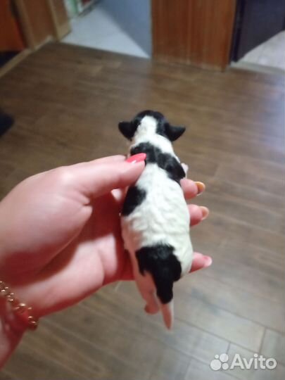 Той-пуделята