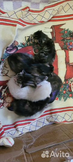 Сибирские котята