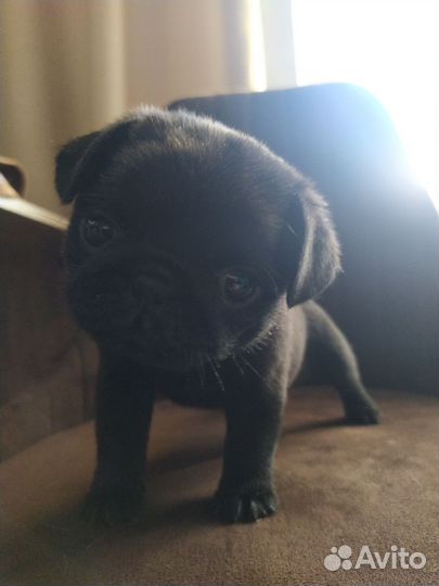 Щенок мопса