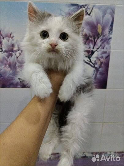 Кошка в дар бесплатно