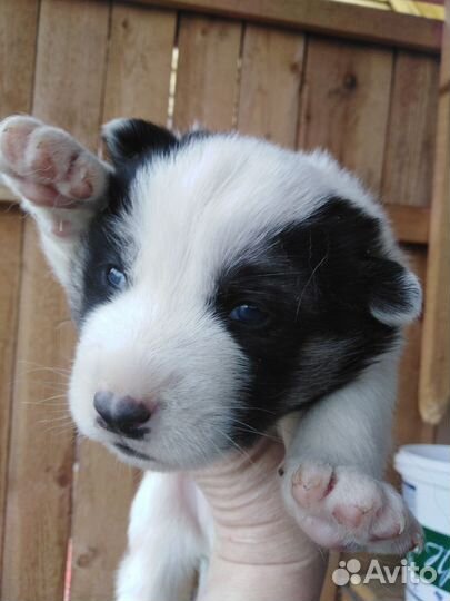 Щенки помесь