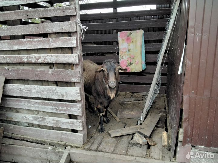Продаются козы