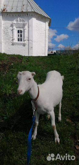 Коза ламанча