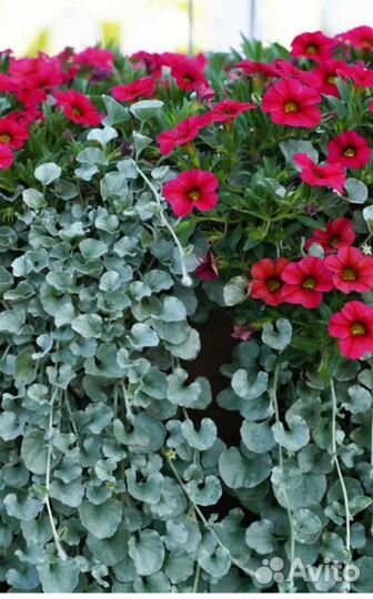 Дихондра серебристая