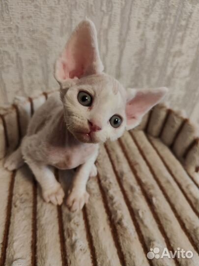 Котята девон-рекс