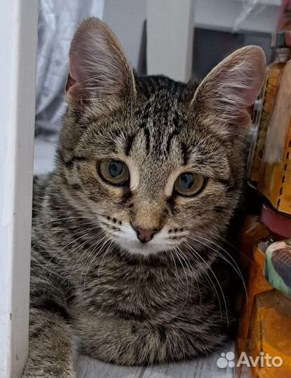 В добрые ручки