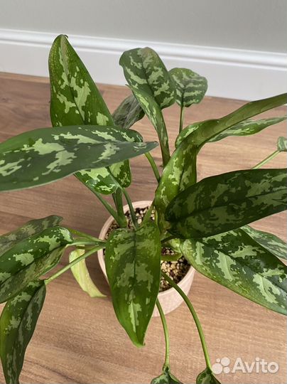 Аглаонема Maria