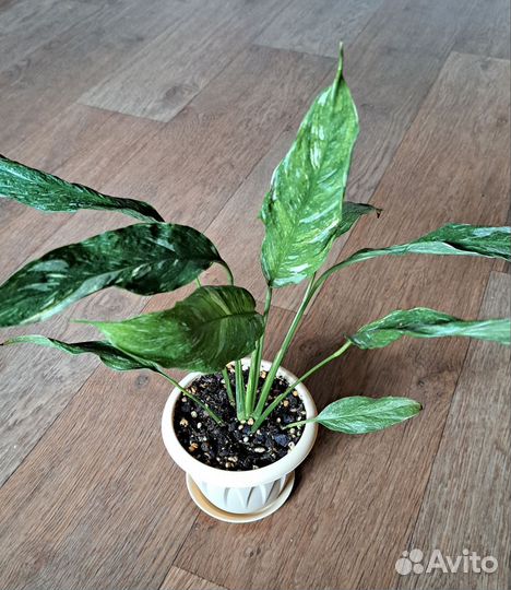 Комнатные цветы растения любой за 700