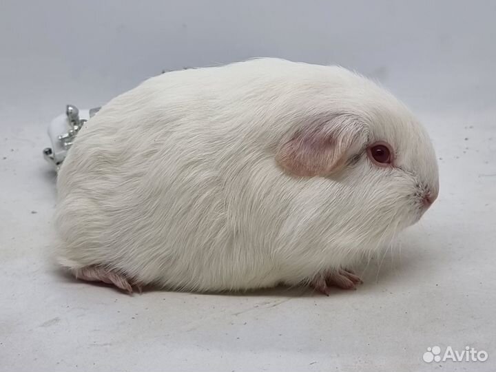 Морские свинки селфы