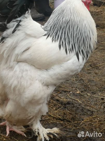 Инкубационное яйцо