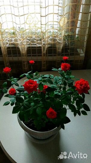 Комнатная мини роза, алая