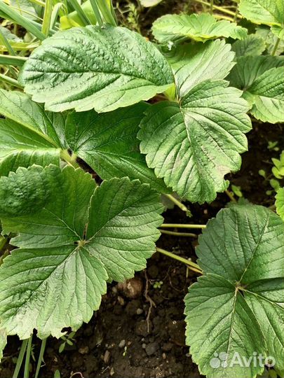 Рассада клубники