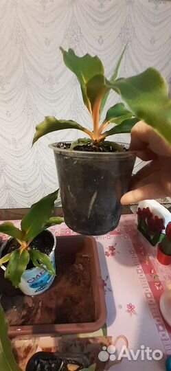 Хлорофитум оранж