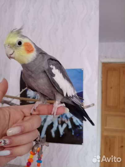 Попугай корелла ручной