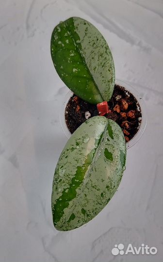 Хойя carnosa wilbur graves