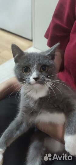 Котенок, кошка
