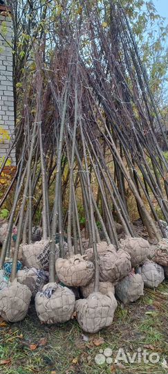 Липа мелколистная