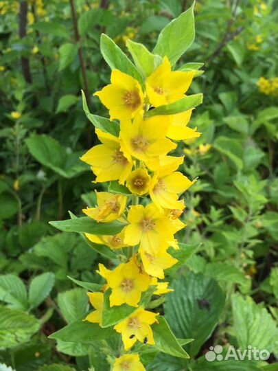 Многолетние раст:Вербейники,очитки