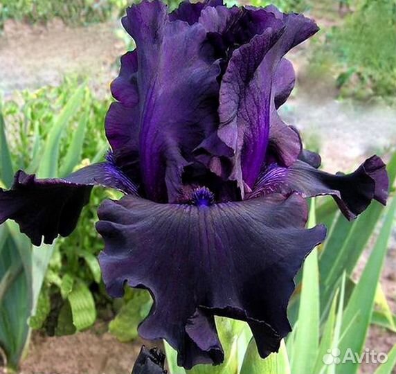 Ирис бородатый сортовой