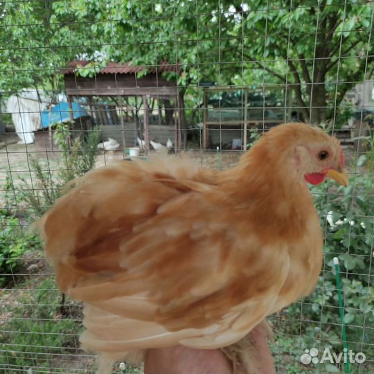 Цыплята карликовые Кохинхина