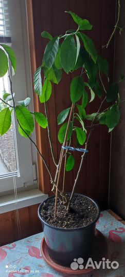 Лимон Павловский плодоносящий дерево