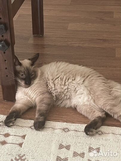 Вязка тайского кота