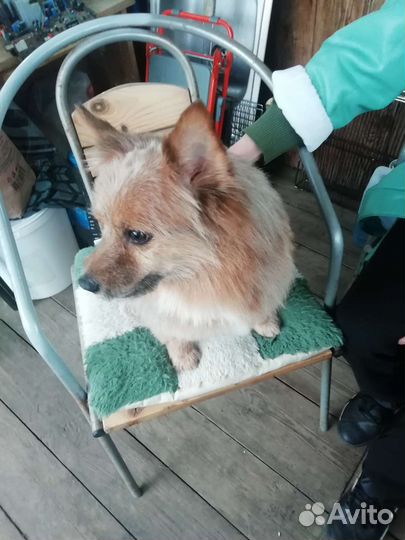 Шпиц для вязки