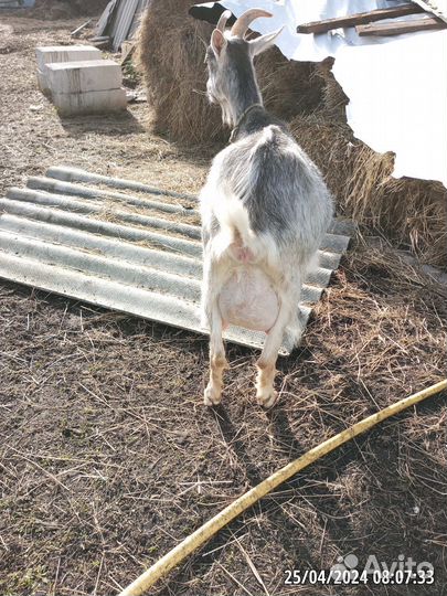 Коза дойная молочная и козлята