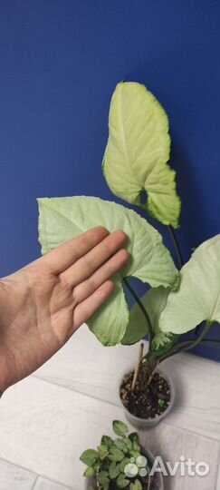 Сингониум Ангел Бэйби