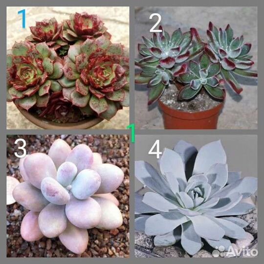 Суккуленты срезы, черенки