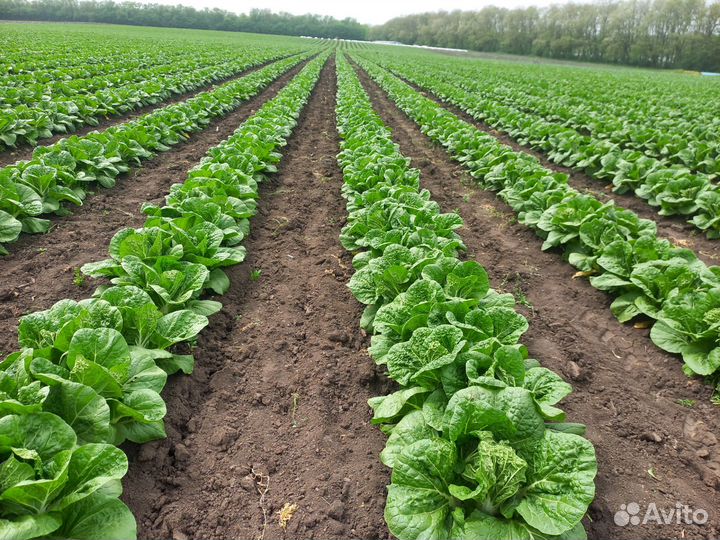 Пекинская капуста