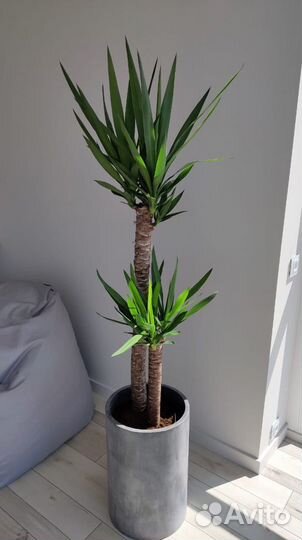 Бетонные цветочные горшки