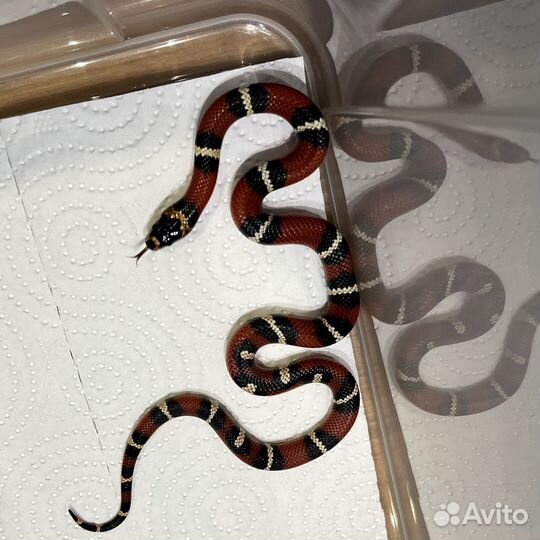 Змея: Гибрид