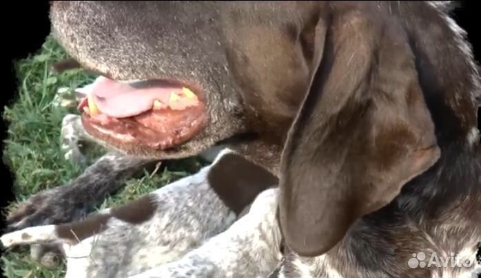 Щенки курцхаара 5000