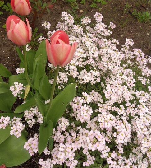 Неприхотливые многолетние растения для сада