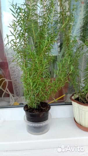 Розмарин в горшочке