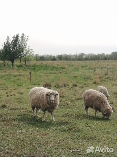 Овцы бараны