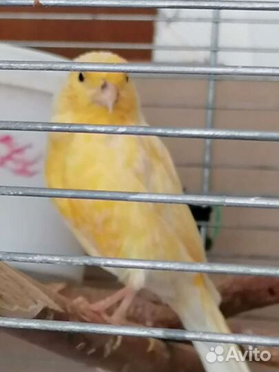 Кенар поющие