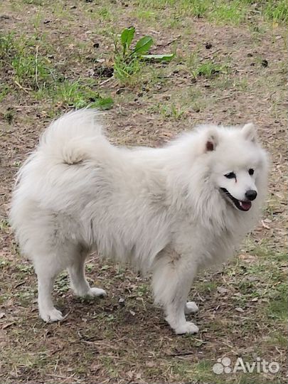 Японский шпиц ищет невесту