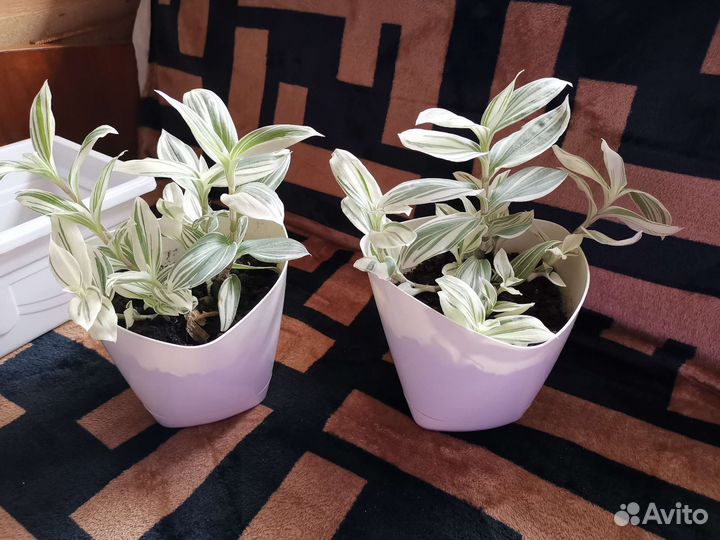 Комнатные растения традисканция