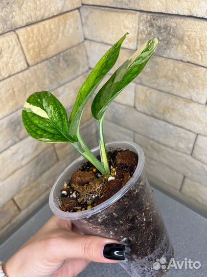 Монстера карстенианум вариегатная