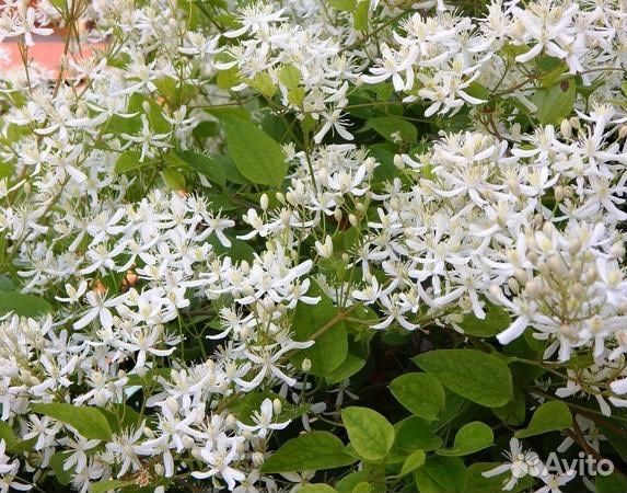 Лиана клематис (ломонос) жгучий, семена