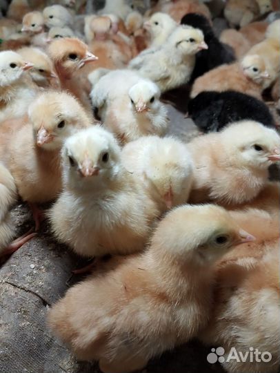 Цыплята бройлеры