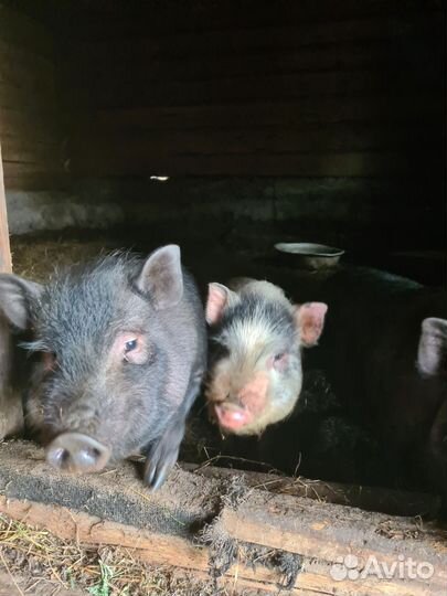 Вьетнамск вислобрюхий поросенок