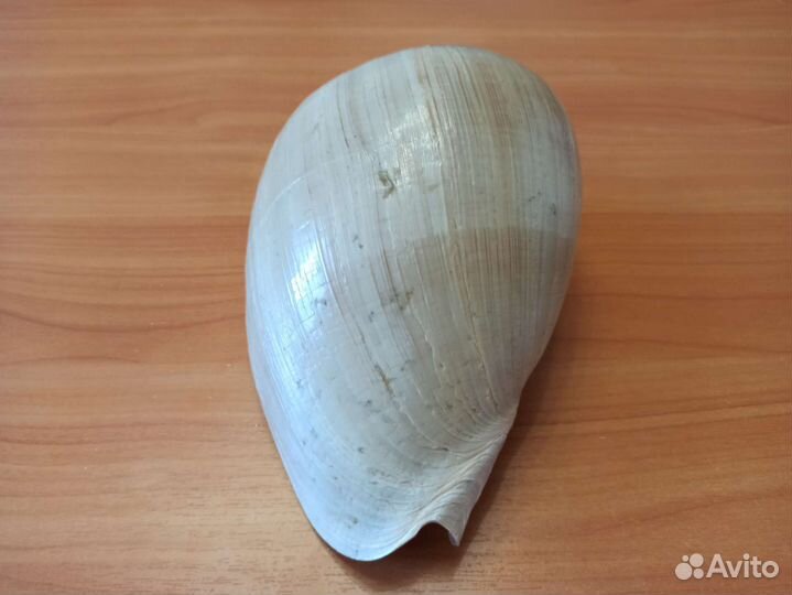 Морская раковина